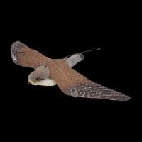KESTREL WITH WINGS