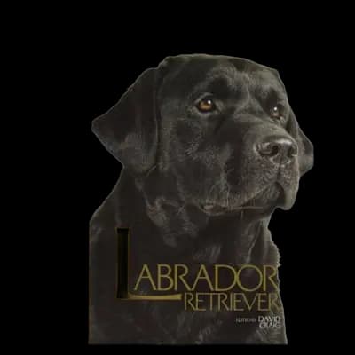 Labrador Retriever Book (Best of Breed)